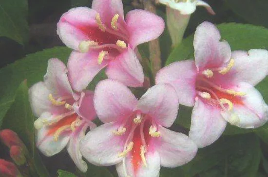 锦带花的繁殖方法