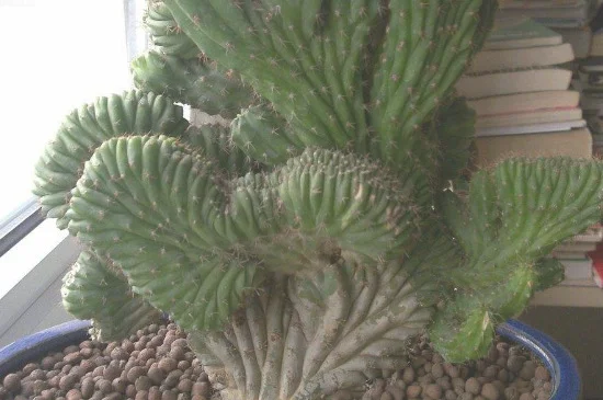 山影拳的扦插方法