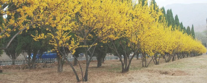 连翘花的寓意和象征(假连翘花的寓意和象