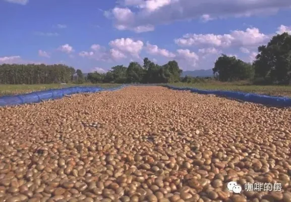 五、咖啡豆的采收与干燥：
