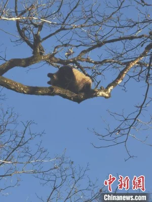 秦岭再现大熊猫遛娃(华南虎会再现吗)