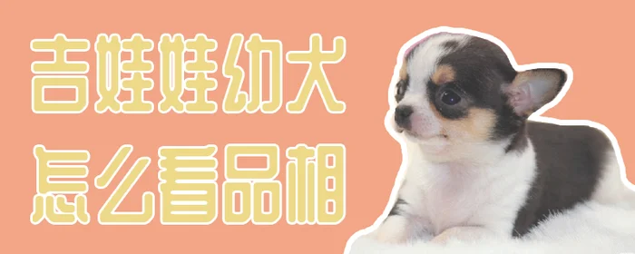 吉娃娃幼犬怎么看品相(吉娃娃幼犬饲养方法)