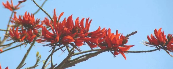 刺桐花什么时候开花(刺桐树什么时候开花)