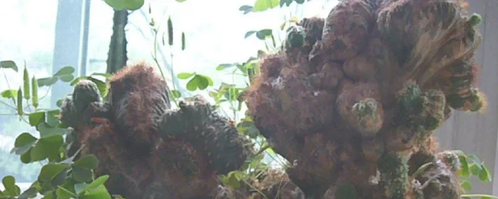 山影拳的扦插方法(山影拳的扦插方法里面的割山影卷)