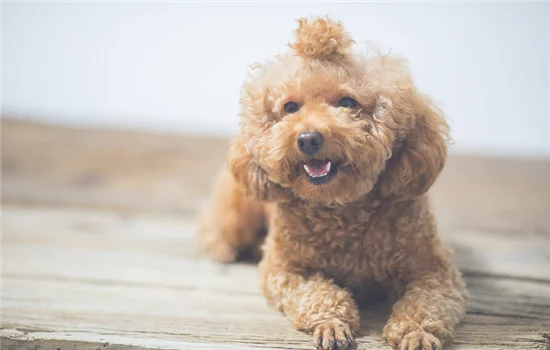 英国可卡犬体味重吗(可卡犬味道大吗)