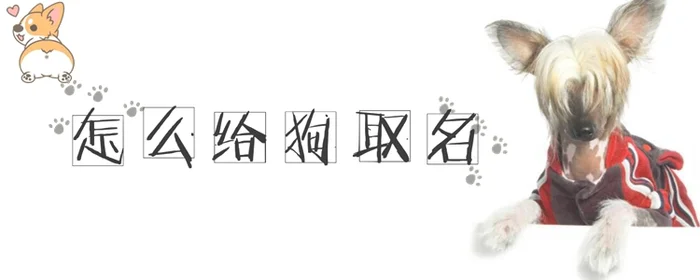 怎么给狗取名