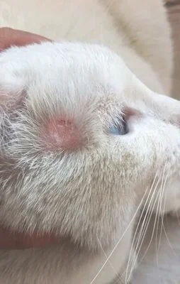 猫癣属于真菌感染吗？