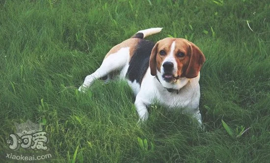 比格犬性格好不好(比格犬性格的优缺点全面分析)