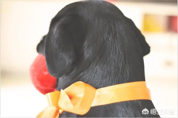 拉布拉多犬的日常饲养方法是什么(宠物狗拉布拉多犬的饲养方法)