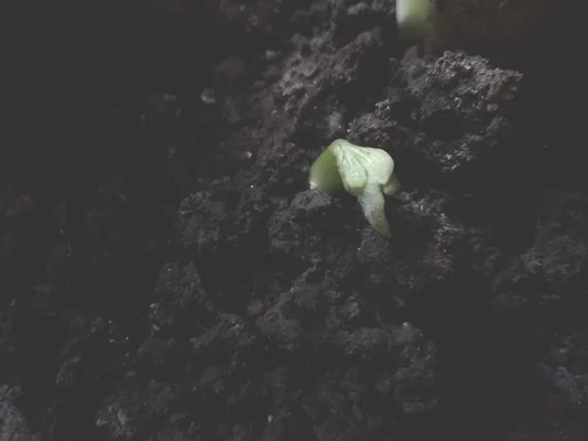 第四步，等它长出芽来就可以吃了，这是我种了三年来最开心的事情了。