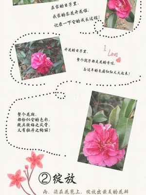 茶花记录卡怎么写