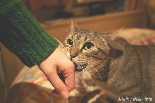 猫在什么情况下才会咬人(宠物猫为什么会咬人)