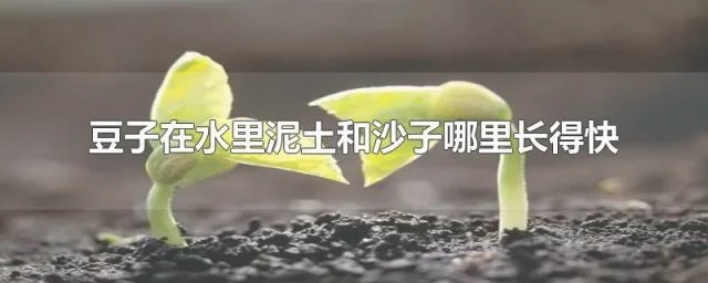 黄豆种植观察日记第八篇怎么写（没事儿,有指导有范文）