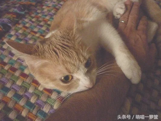 猫在什么情况下才会咬人(宠物猫为什么会咬人)