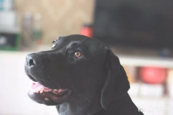 拉布拉多犬的日常饲养方法是什么(宠物狗拉布拉多犬的饲养方法)