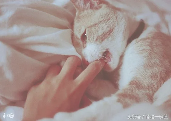 猫在什么情况下才会咬人(宠物猫为什么会咬人)