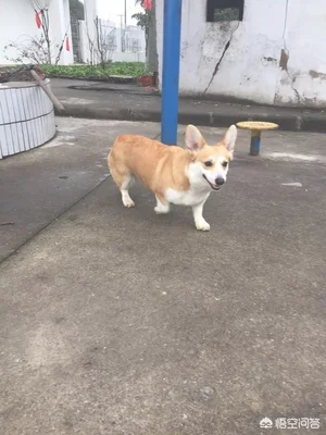 什么种类的狗狗对人善良(爱狗的人都是善良的)