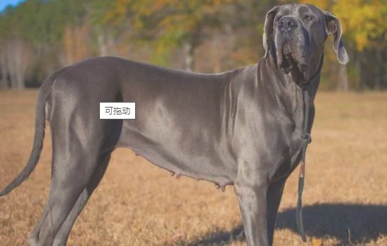 大丹犬和杜宾犬的区别