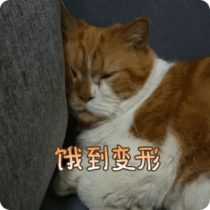 猫饿了会有什么表现？猫：主人,你快点啊!