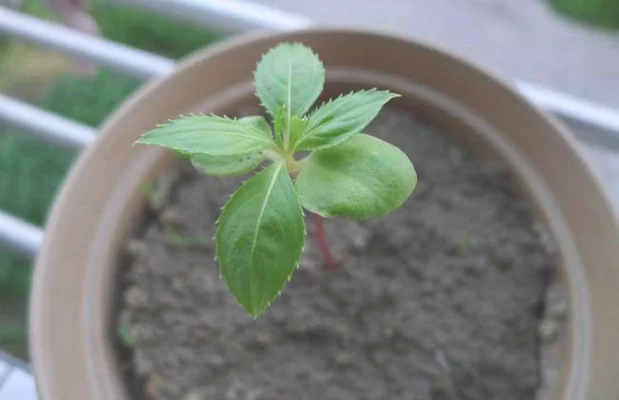 芦苇花是怎么种植的（别人庭院都不养花了）