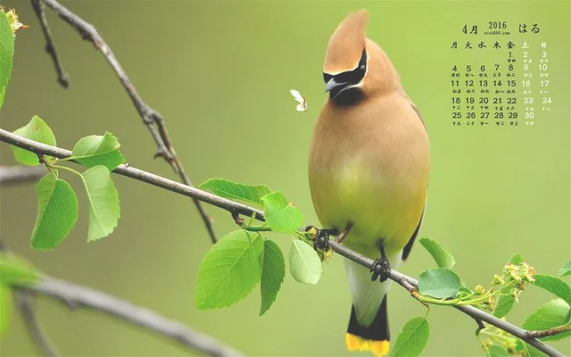 小鸟壁纸怎么关闭自动更换