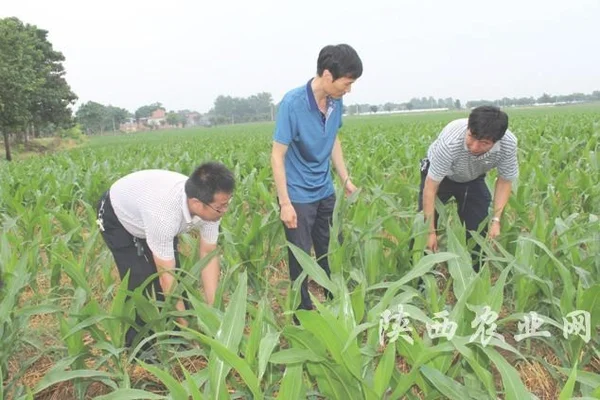 三、田间管理