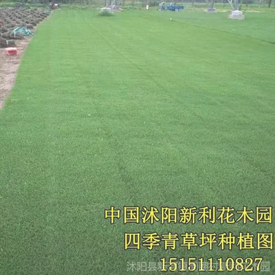 1、草坪抗病