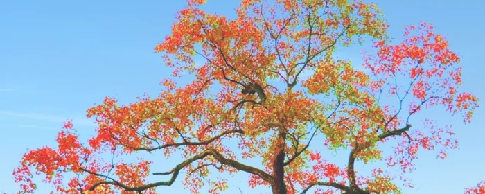 乌桕树的介绍