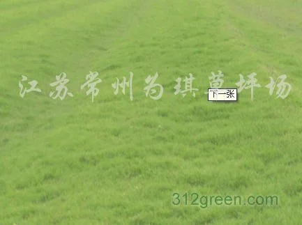 2、草坪根系对环境条件变化的反应力，对草坪感染病菌的抗性强。