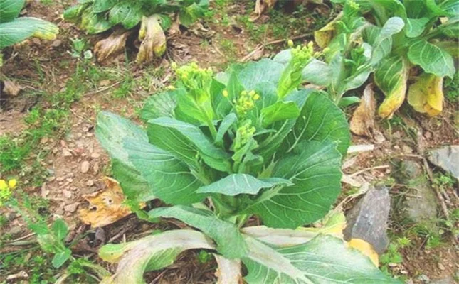 四、油菜的病虫害防治