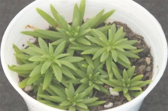 佛甲草种植方法(佛甲草的养殖方法)