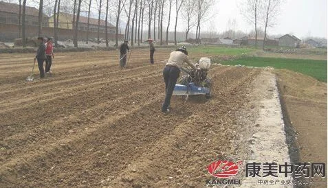 油菜种植技术怎么样（油菜种植要想长势壮、