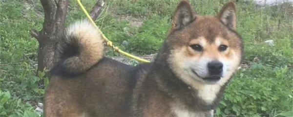 胡麻柴犬怎么鉴定(胡麻柴犬多少钱一只)