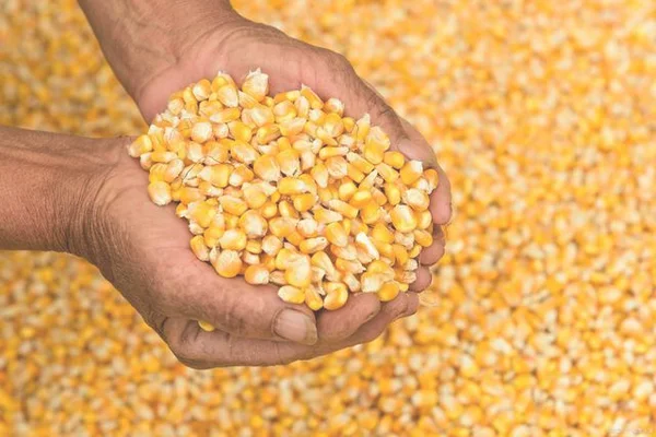 最新玉米价格多少钱1斤,最新小麦价格多少