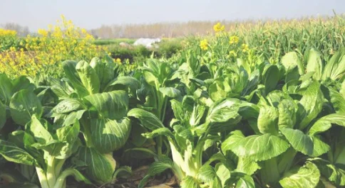 五、油菜种植的肥料