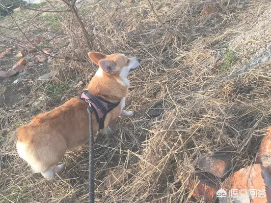什么种类的狗狗对人善良(爱狗的人都是善良的)