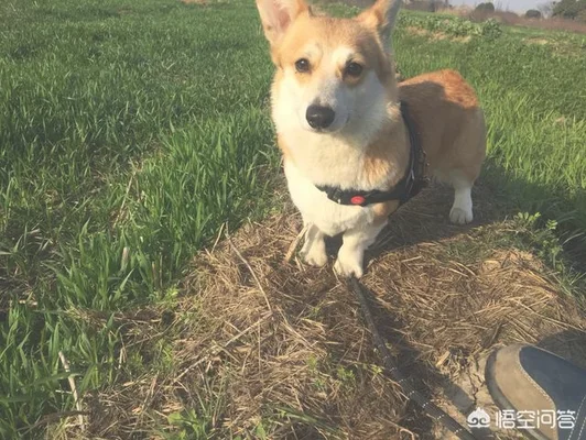 什么种类的狗狗对人善良(爱狗的人都是善良的)