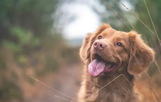 比特犬和藏獒哪个厉害(国内实战比特犬排名)