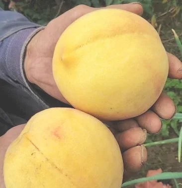 黄桃价格是多少钱一斤2022