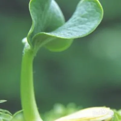 三、如果是用种子繁殖的话，在种子还没发芽之前，都需要先进行催芽处理，可以使用一些药物进行催芽，然后再进行播种。