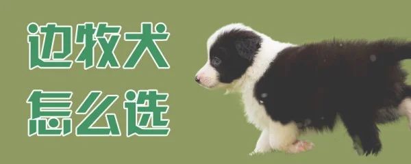 边牧犬怎么选(如何挑选边牧幼犬品相)