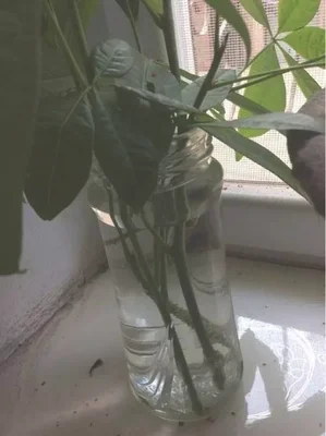 三、繁殖方法