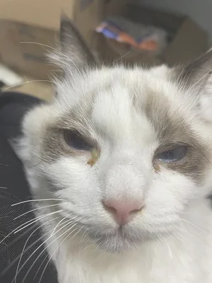 猫眼睛流泪分泌物多用什么药
