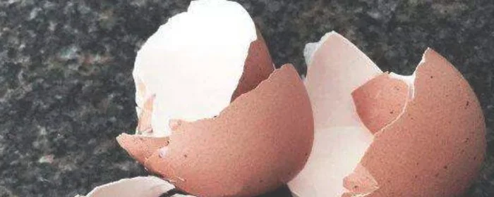 鸡蛋壳的妙用,鸡蛋壳的妙用作文二年级