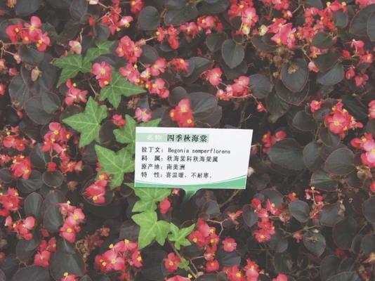 四季秋海棠