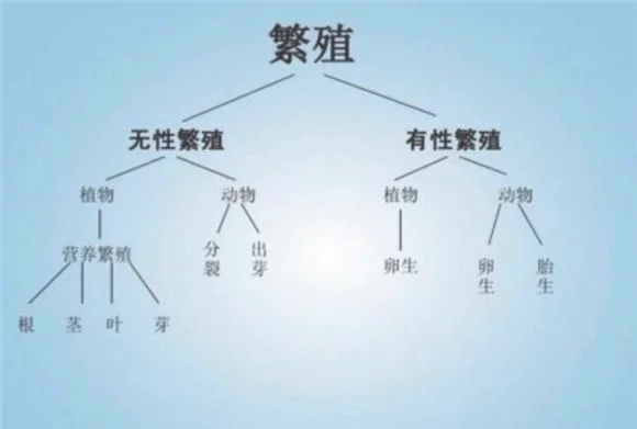 椴木树怎么种植（7个步骤教你“傻瓜式”种出来）