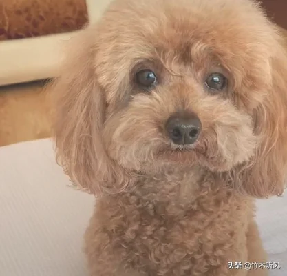 狗狗的哪些表现，其实是可以看出主人也是非常有素质的(狗能看出主人的心情吗)