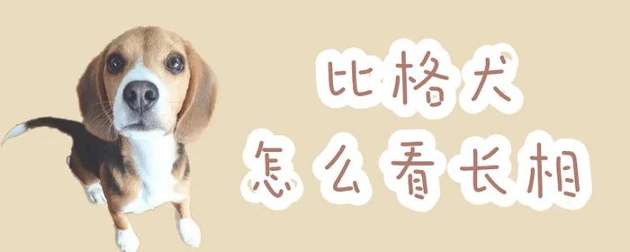比格犬怎么看长相(纯种比格犬到底什么样)