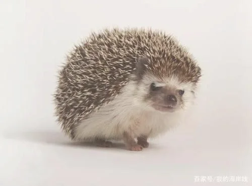 刺猬好养吗能活多久？教你如何养一只健康的刺猬!