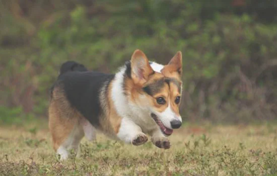 三色柯基犬多少钱一只(三色柯基怎么看纯不纯)